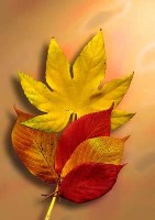 leaves, leaf,canadian leaves