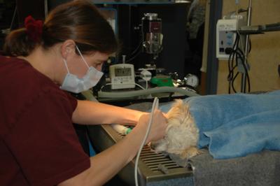 Dog Teeth Cleaning