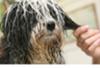 dog wash