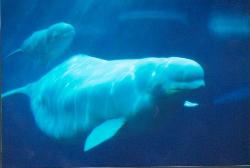beluga whale, vancouver, vancouver aquarium, aquarium, whales